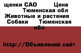 щенки САО 8000 › Цена ­ 8 000 - Тюменская обл. Животные и растения » Собаки   . Тюменская обл.